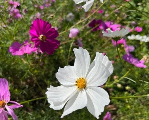 2023年11月のお休み