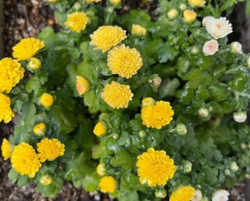 2024年10月のお休み