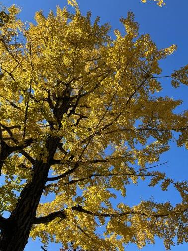 2024年12月のお休み