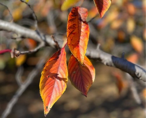 年末年始・2025年1月のお休み