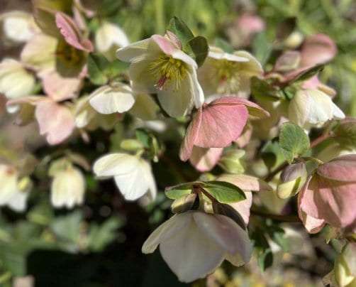 2025年2月のお休み