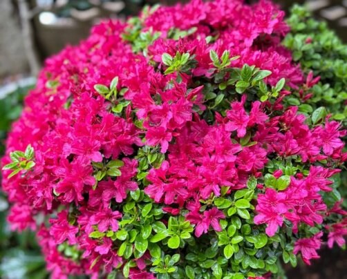 2025年5月のお休み