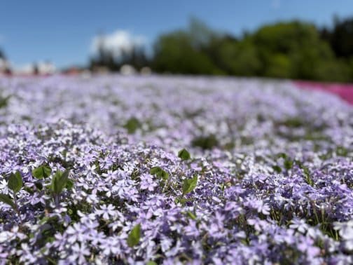 2025年6月のお休み