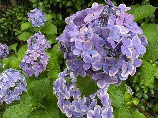 2025年7月のお休み