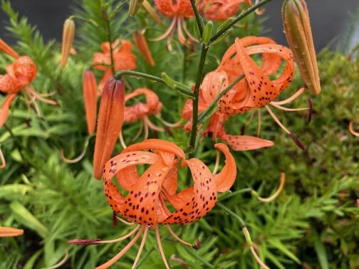 夏季休暇と2025年8月のお休み