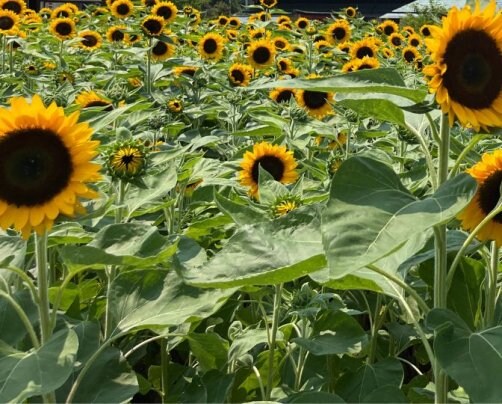 2025年9月のお休み