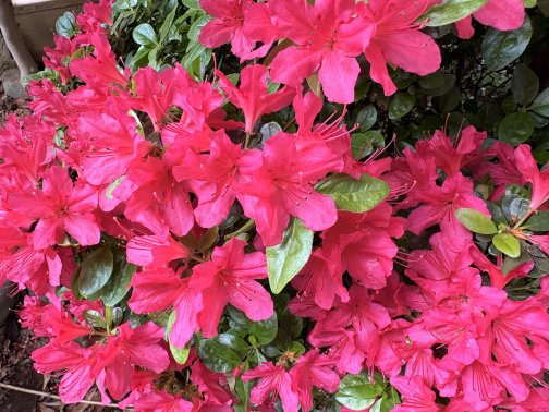 2026年5月のお休み