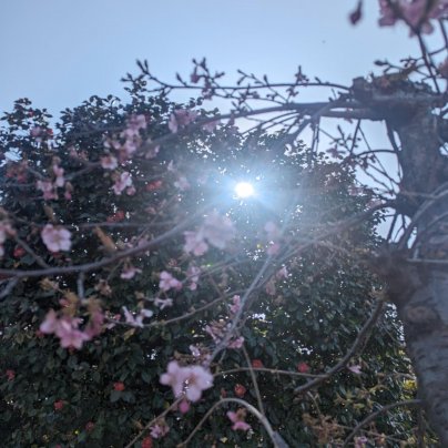 キネシオロジー体験します