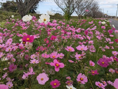 ことだまお手当体験会開催します