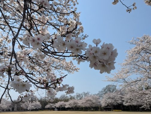 お花見ハイキング、最高でした