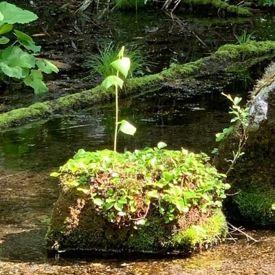 ネイチャーエッセンスBright発売❣️