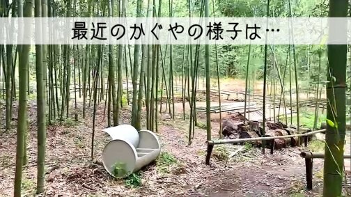 キャンプ場整備進捗情報！    【最近のかぐやの様子は…】