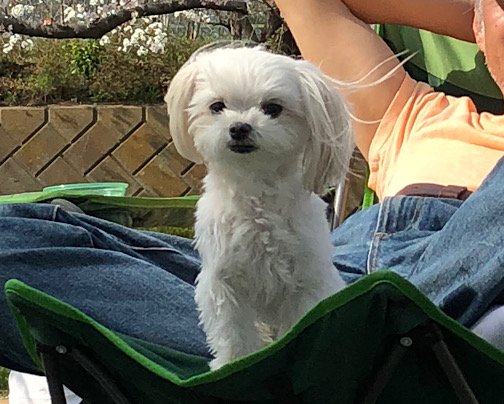 お試し！【ペット同伴宿泊OK！キャンペーン】