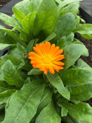 ハーブが咲いてきました