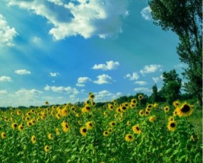 夏季休業期間のお知らせ。