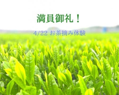 【満員御礼】お茶摘み体験について