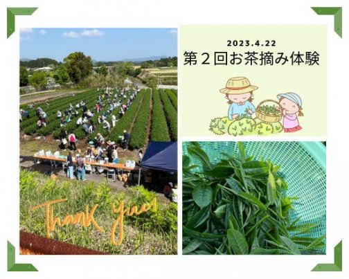 お茶摘み体験のご参加ありがとうございました！