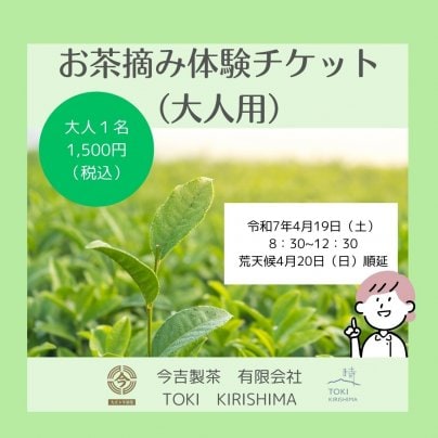 【4/26開催】今吉製茶お茶摘み体験開催決定！
