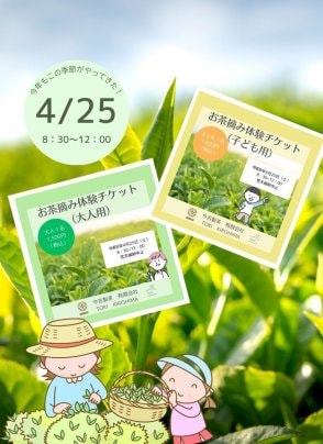 2026【4/25開催】今吉製茶お茶摘み体験開催決定！