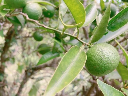 幻の果実「ゆこう」の収穫が始まりました。