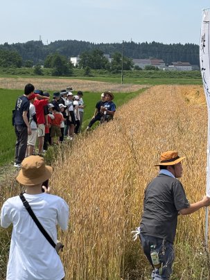 ２０２５小麦収穫体験を開催しました