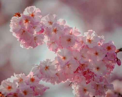 河津桜が満開になりました｜尾鷲・東紀州の春の訪れ