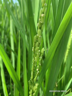 7/24 今年の穂が出ました！！