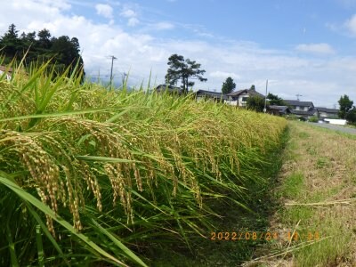 今年のお米 黄化が進んできました！