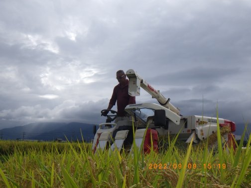 稲刈り開始しました！