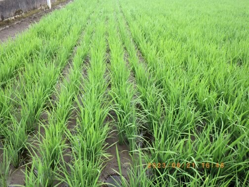 中干しを開始しました