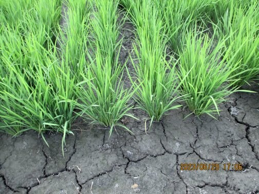 中干しを終えました