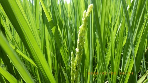 令和5年コシヒカリの1番穂が出ました！