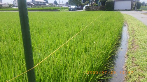 防鳥対策を実施