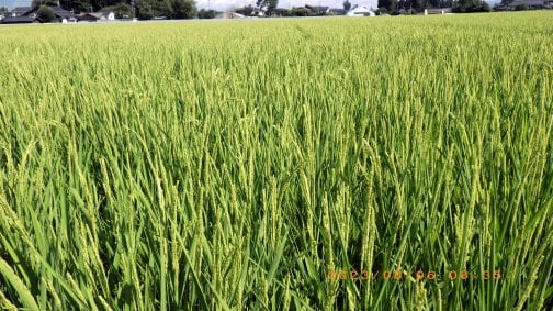 穂が100％でました