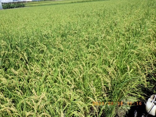 穂が垂れ下がり稲刈りは、すぐそこに