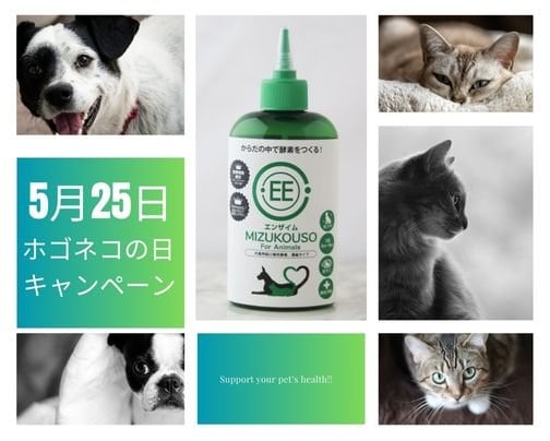 🐾ホゴネコの日記念🐾高ポイント還元キャンペーンのお知らせ