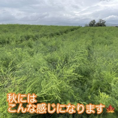 たくさんのご購入ありがとうございました！