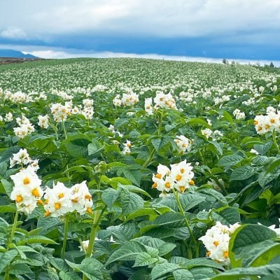 収穫シーズンに向けて着々と育っています✨