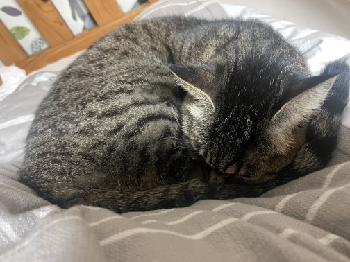 猫が風邪を引いたなら