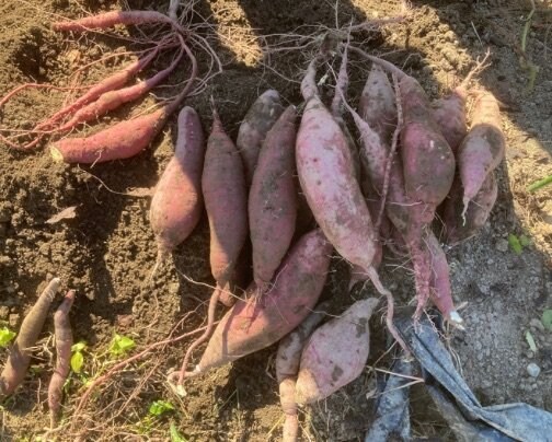 10月21日、22日。サツマイモの収穫体験会を行いました🍠࿐✩.˚