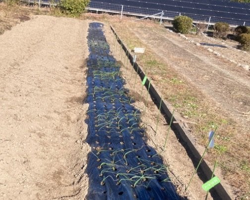 12月2日(土) 玉ねぎ＆ニンニクの農業体験会を行いました！