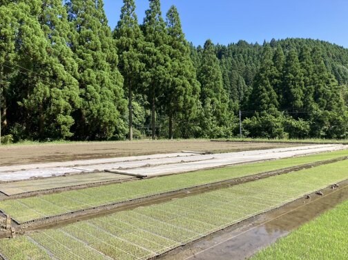 お米の赤ちゃんの時がいちばん重要