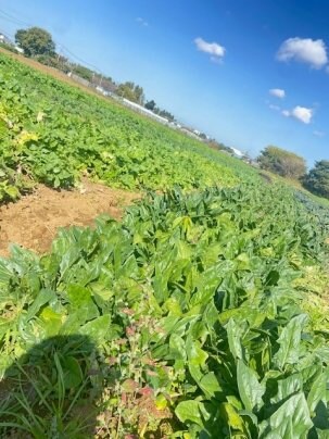 2月11日(土)やおやかなもり 味噌づくり体験