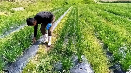 🌾手間ひまかけて 草引き作業 👩‍🌾👨‍🌾