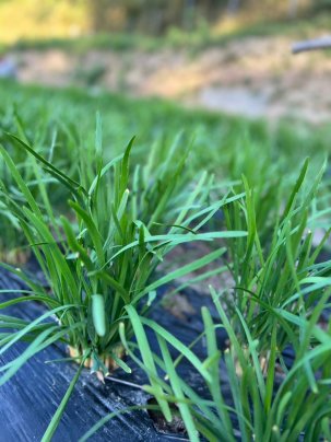 美人にら✨よってって🌱にて販売中‼