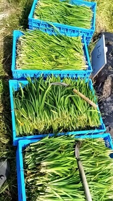 🥬 定番！ニラを使ったレシピ紹介🍳