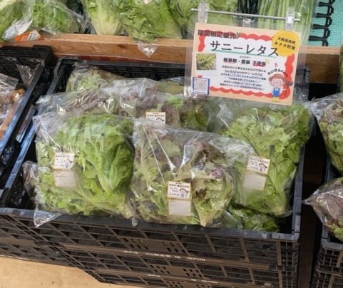 🥬サニーレタス✨限定販売!!