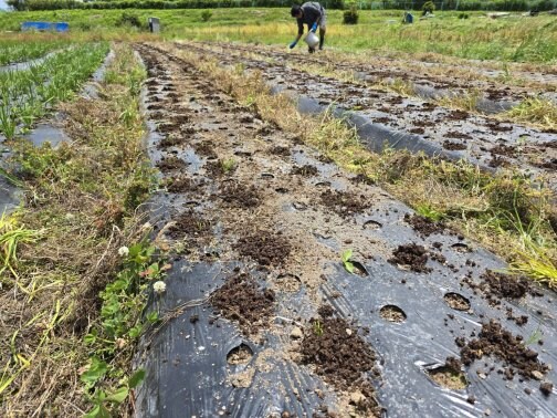 🌿土づくりはニラづくり✨