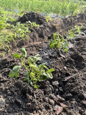 落花生🥜畑デビュー🎉