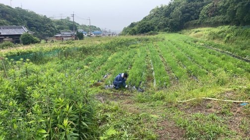 👐毎日コツコツ草とり、ていねいニラづくり👩‍🌾